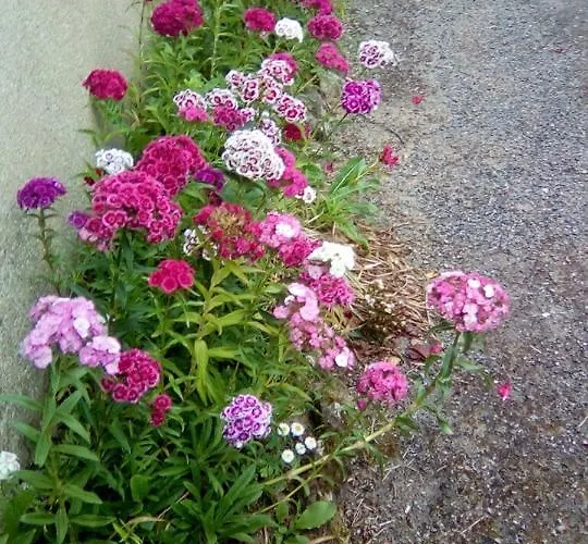 Semesterbostad De La Sapiniere A 15 Min Du Puy Du Fou La Pommeraie-sur-Sèvre